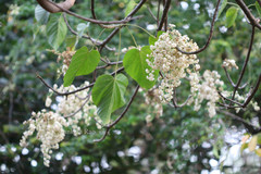 Reutealis trisperma